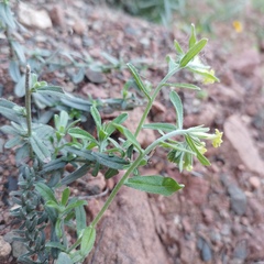 Lithospermum