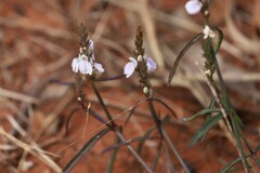Rostellularia adscendens