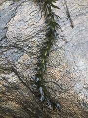 Egeria densa