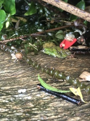 Egeria densa