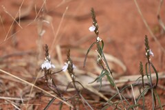 Rostellularia adscendens