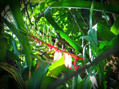 Aechmea bracteata