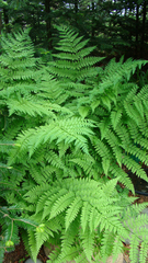Dryopteris intermedia