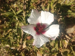 Pavonia glechomoides