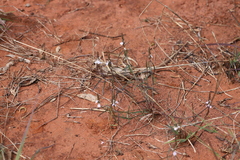 Rostellularia adscendens