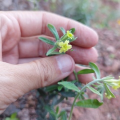 Lithospermum