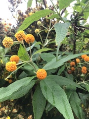 Buddleja globosa
