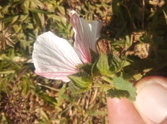 Pavonia glechomoides