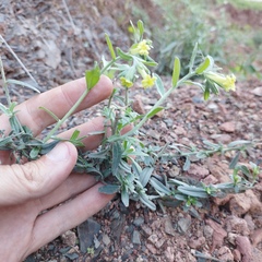 Lithospermum