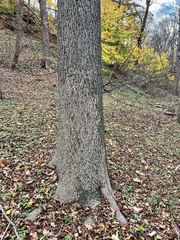 Liriodendron tulipifera