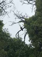 Theristicus melanopis