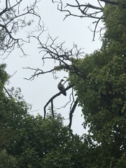 Theristicus melanopis