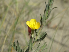 Oenothera mollissima
