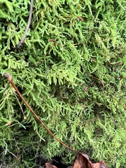 Callicladium imponens