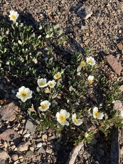 Dryas hookeriana