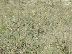 Oenothera mollissima