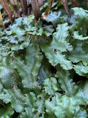 Conocephalum conicum