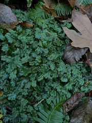 Conocephalum conicum