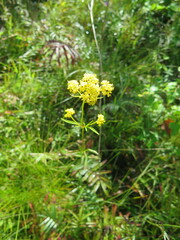 Patrinia scabiosifolia