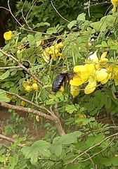Xylocopa frontalis