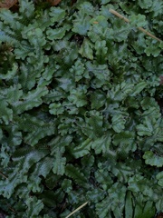 Conocephalum conicum