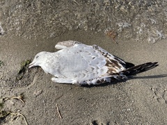 Larus delawarensis