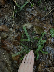 Conocephalum conicum