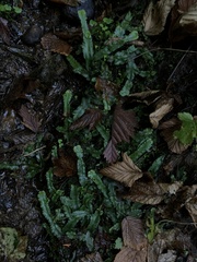 Conocephalum conicum