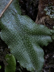 Conocephalum conicum