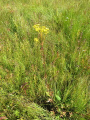 Patrinia scabiosifolia