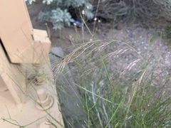 Aristida purpurea