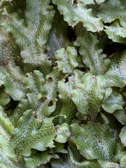 Conocephalum conicum