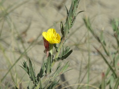 Oenothera mollissima
