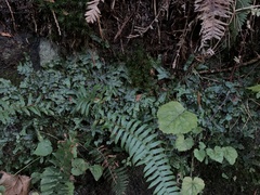 Conocephalum conicum