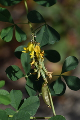 Crotalaria pallida