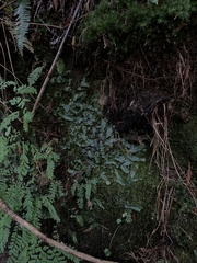 Conocephalum conicum