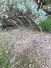 Aristida purpurea