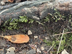 Plagiothecium denticulatum