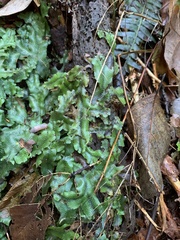 Conocephalum conicum