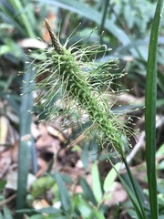 Carex erinacea
