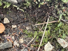 Plagiothecium denticulatum