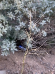 Aristida purpurea