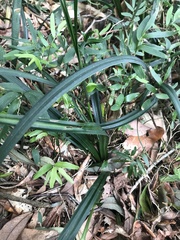 Carex erinacea