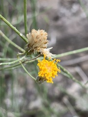 Bebbia juncea
