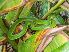 Trimeresurus stejnegeri