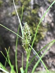 Carex bracteosa