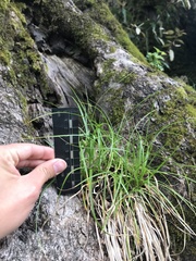 Carex bracteosa