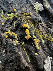 Calycina citrina