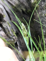 Carex bracteosa