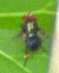 Chrysomyinae